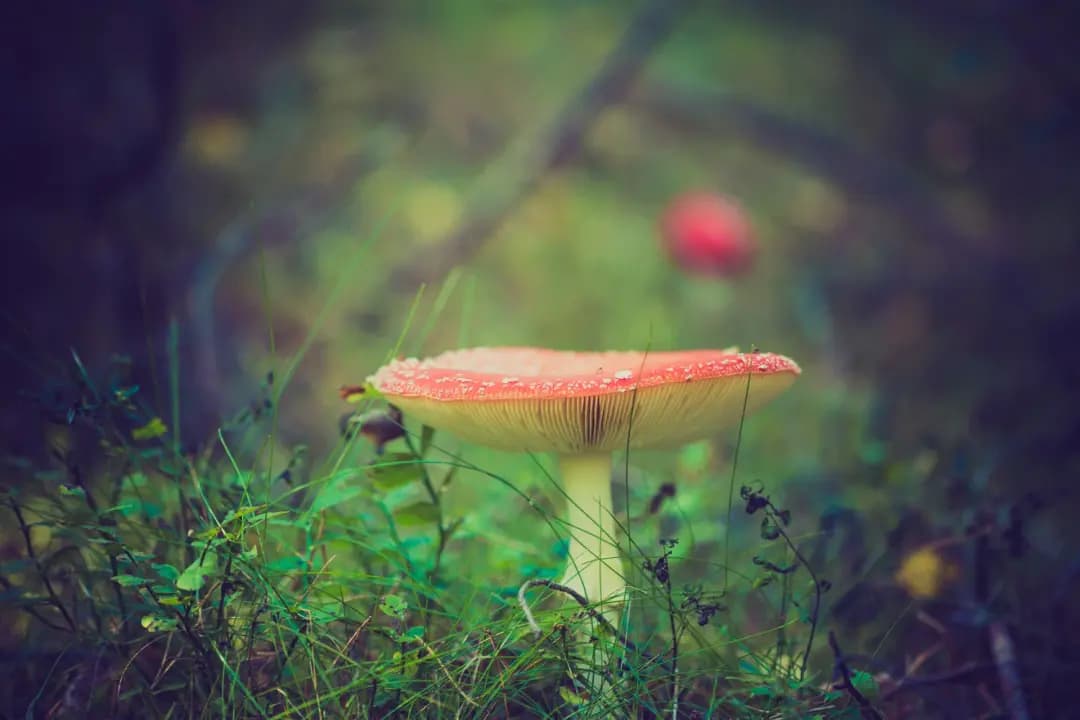 Psychedelic Integration